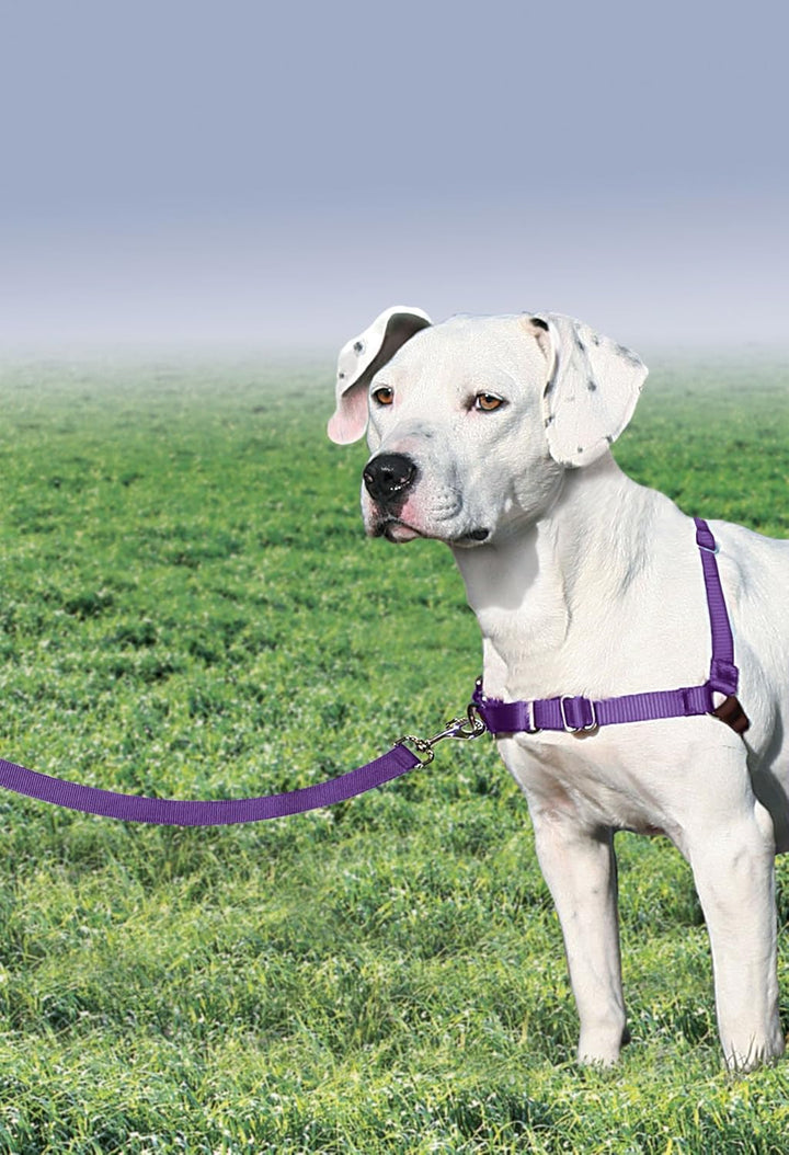 PetSafe Easy Walk Hundegeschirr. Deep Purple/Black Medium, Deep Purple/Black Medium