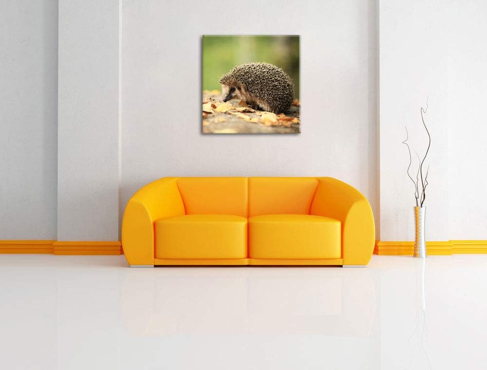 Pixxprint Igel im Laub, Format: 70x70 auf Leinwand, XXL riesige Bilder fertig gerahmt mit Keilrahmen