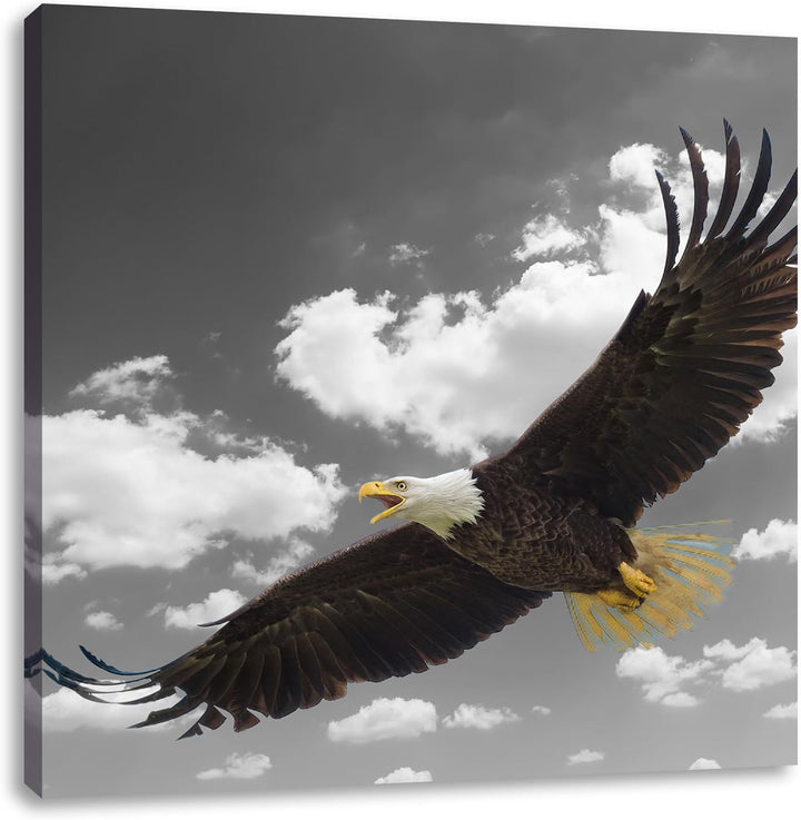 Pixxprint Weisskopfseeadler beim fliegen als Leinwandbild/Grösse: 70x70 cm/Wandbild/Kunstdruck/ferti