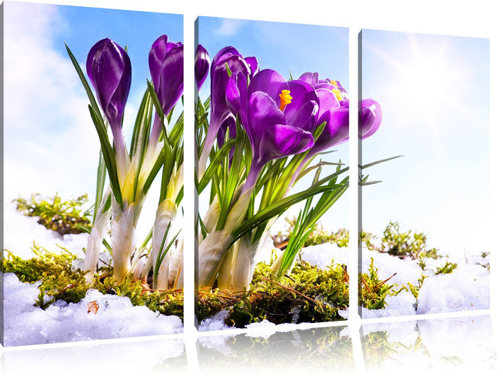 Pixxprint Kunst Frühling Flower Hintergrund / 3-Teilig/Gesamtmass 120cm Leinwandbild bespannt auf Ho
