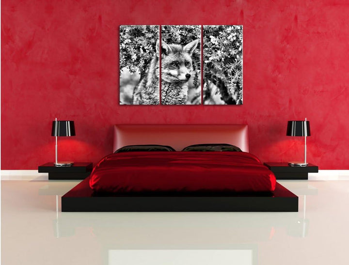 Pixxprint aufschauender Fuchs als Leinwandbild/Grösse: 3 Teilig (120x80) cm/Wandbild/Kunstdruck/fert