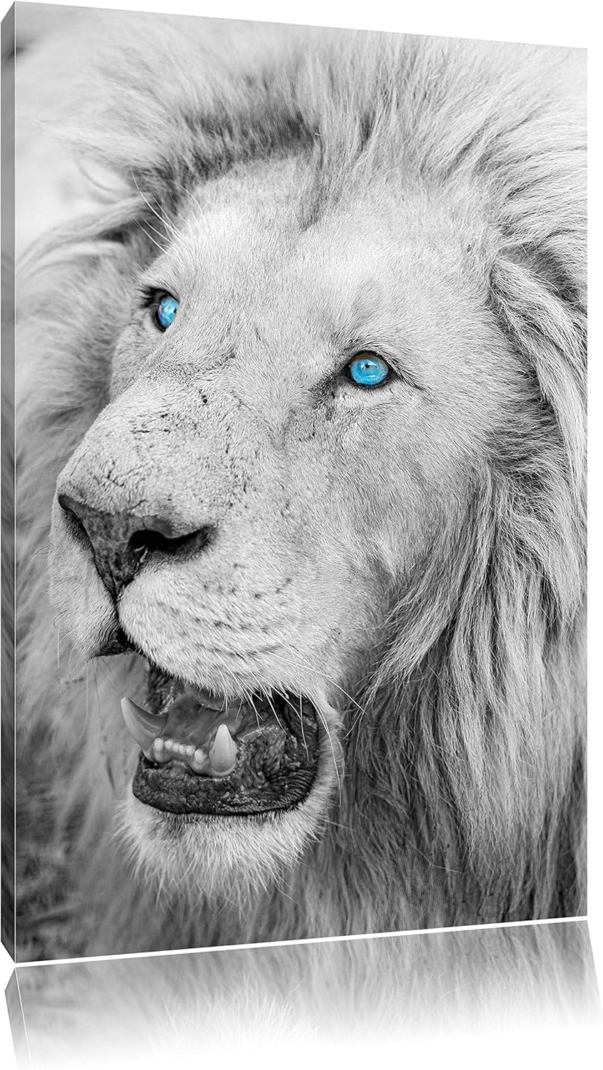 prächtiger weisser Löwe schwarz/weiss auf Leinwand, XXL riesige Bilder fertig gerahmt mit Keilrahmen