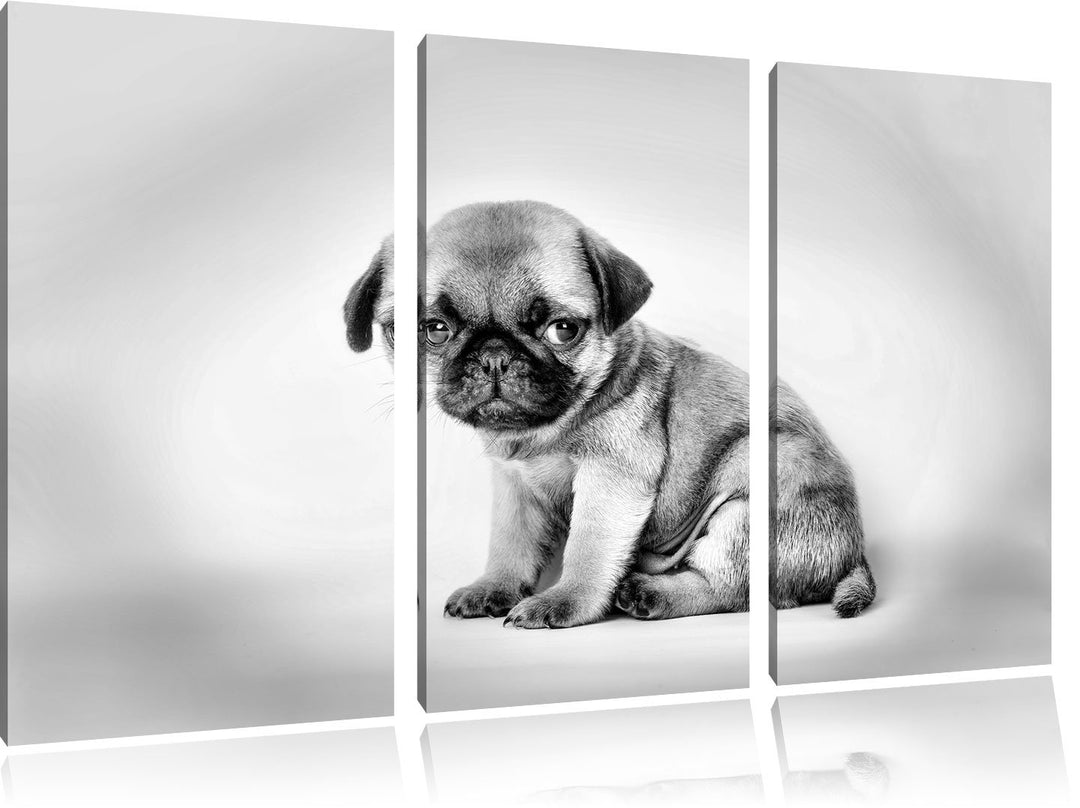 Pixxprint Kleiner Hundewelpe Mops als Leinwandbild/Grösse: 3 Teilig (120x80 cm) cm/Wandbild/Kunstdru