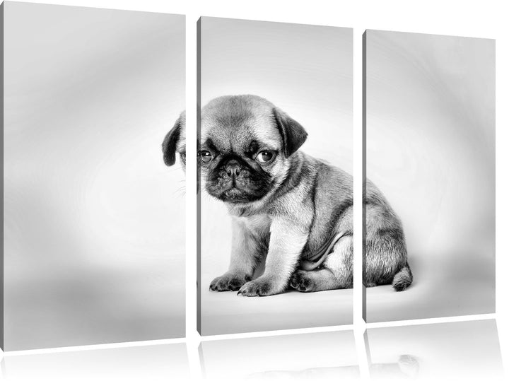 Pixxprint Kleiner Hundewelpe Mops als Leinwandbild/Grösse: 3 Teilig (120x80 cm) cm/Wandbild/Kunstdru