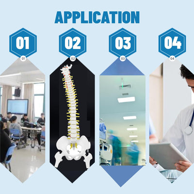 Wirbelsäule Modell Wirbelsäulenmodell mit Ständer 45 cm Abnehmbares Flexibles Menschliches Wirbelsäu