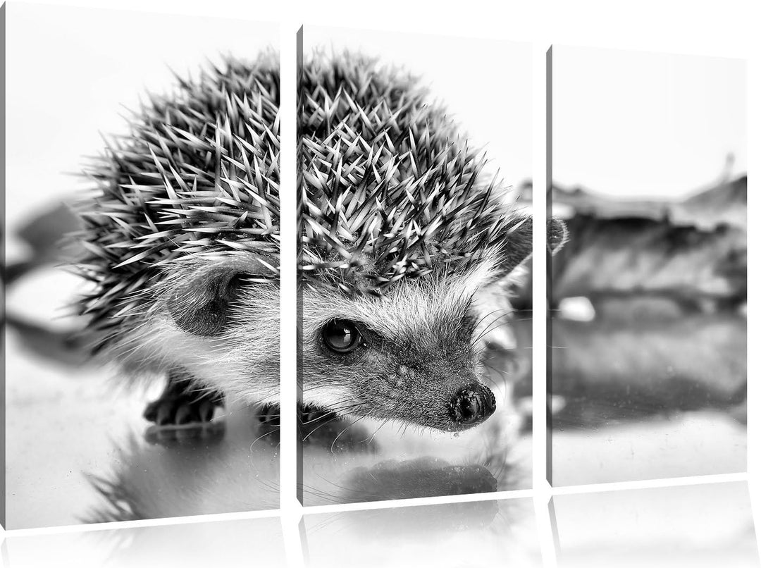 Pixxprint Süsser Igel als Leinwandbild/Grösse: 3 Teilig (120x80) cm/Wandbild/Kunstdruck/fertig bespa