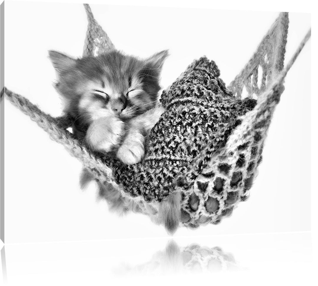 Pixxprint Katzenbaby Hängematte als Leinwandbild/Grösse: 100x70 / Wandbild/Kunstdruck/fertig bespann