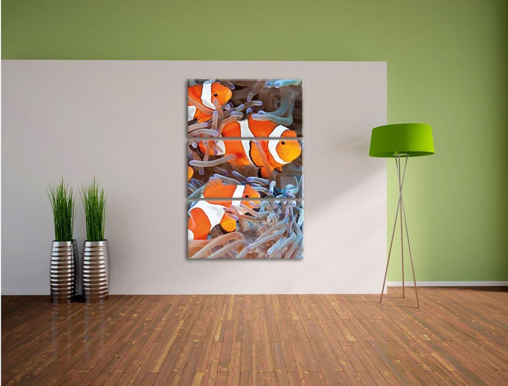 Pixxprint Clown Fische in Anemone als Leinwandbild | Grösse: 3 Teilig (120x80) | Wandbild| Kunstdruc