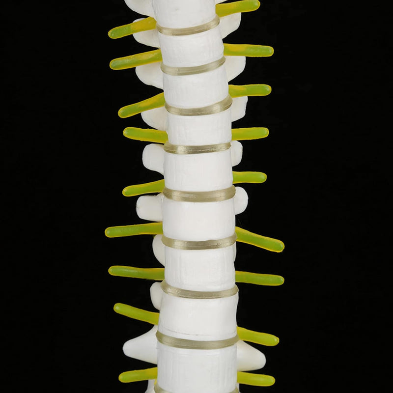 Wirbelsäule Modell, Wissenschaftliches Menschliches Wirbelsäulenmodell 45 cm Lebensgrosses Abnehmbar