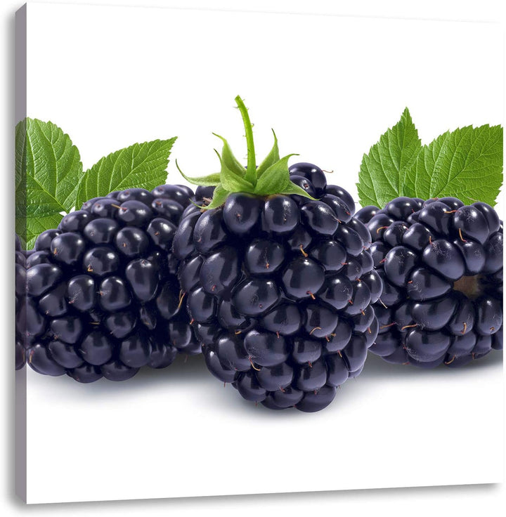 Leckere Brombeeren, Format: 70x70 auf Leinwand, XXL riesige Bilder fertig gerahmt mit Keilrahmen, Ku
