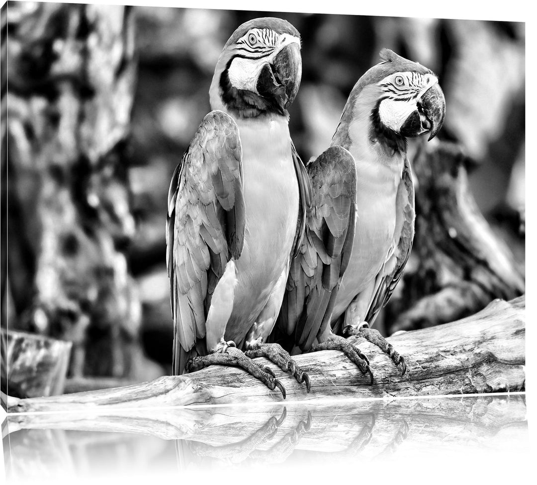 Monocrome, Zwei Papageien, Format: 100x70 auf Leinwand, XXL riesige Bilder fertig gerahmt mit Keilra