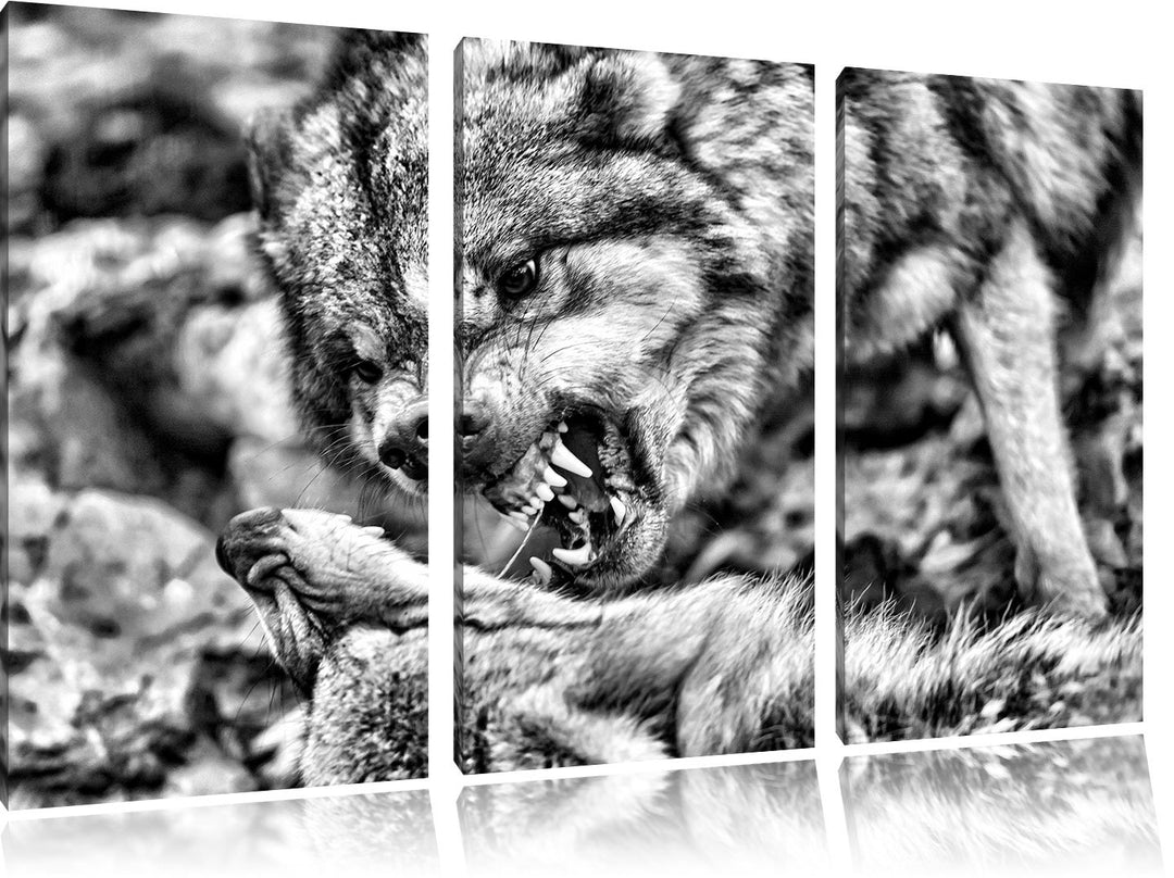 Pixxprint Monocrome, kämpfende Wölfe 3-Teiler Leinwandbild 120x80 Bild auf Leinwand