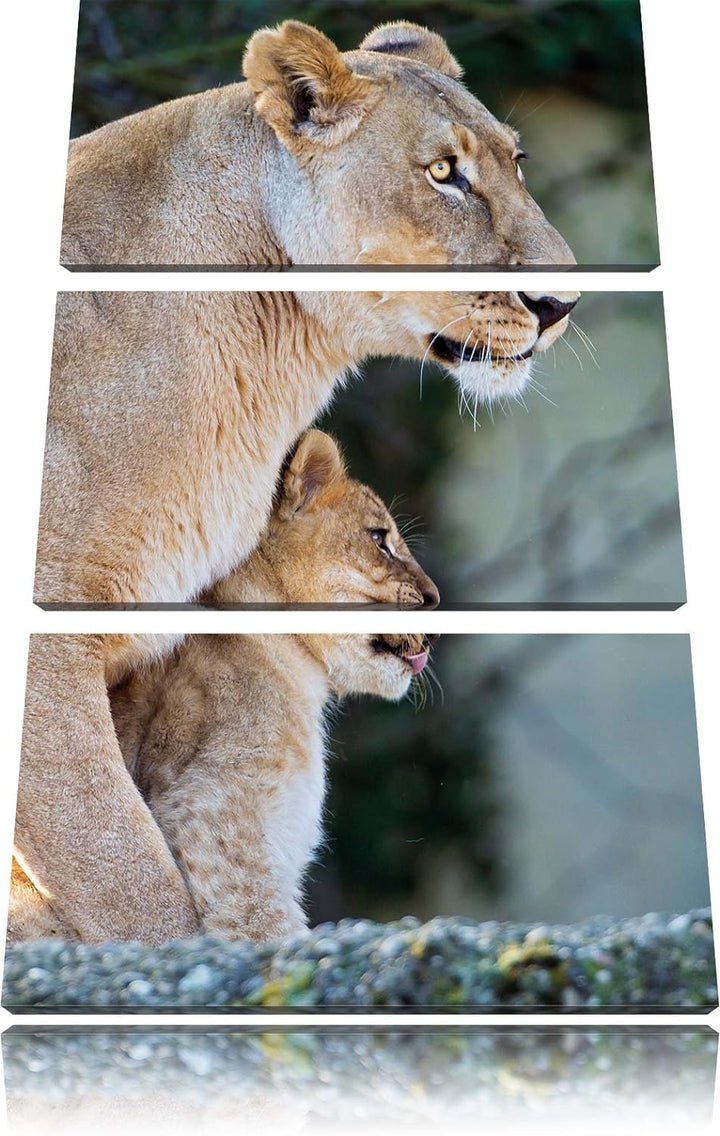 Pixxprint Löwenmutter mit Jungtier als Leinwandbild/Grösse: 3 Teilig (120x80) cm/Wandbild/Kunstdruck