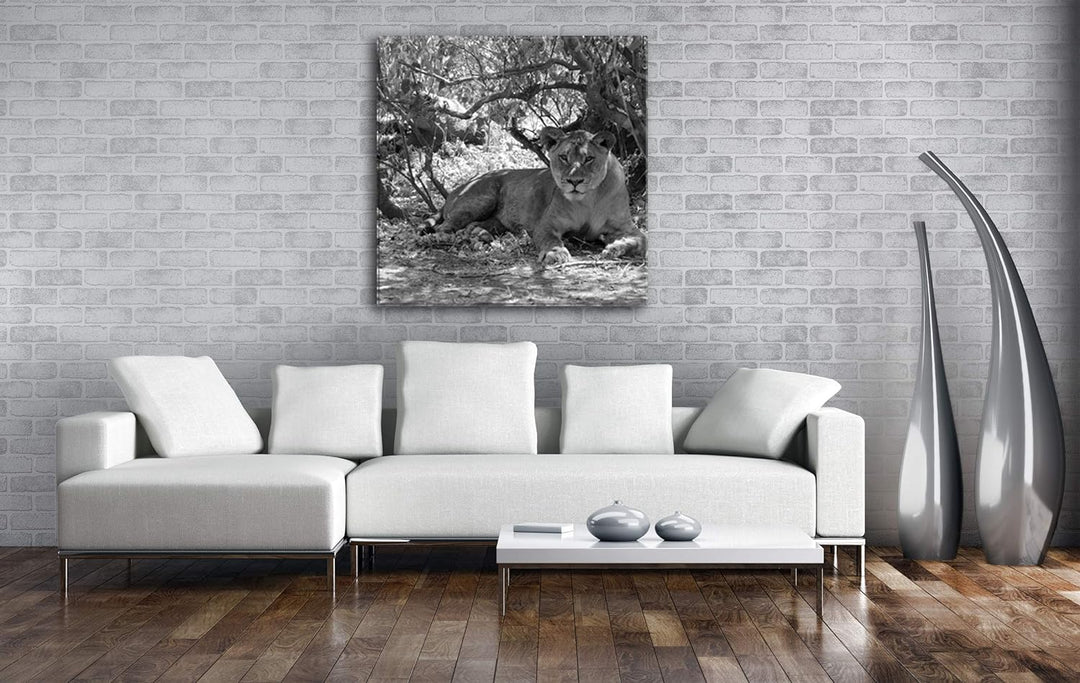 deyoli ruhige Löwin Format: 70x70 Effekt: Schwarz&Weiss als Leinwandbild, Motiv fertig gerahmt auf E