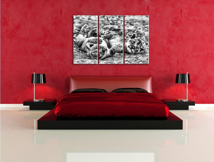 Pixxprint Spielende Löwenjungen als Leinwandbild/Grösse: 3 Teilig (120x80) cm/Wandbild/Kunstdruck/fe