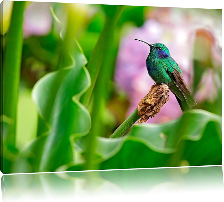 Pixxprint Kolibri in seinem Lebensraum als Leinwandbild/Grösse: 100x70 cm/Wandbild/Kunstdruck/fertig