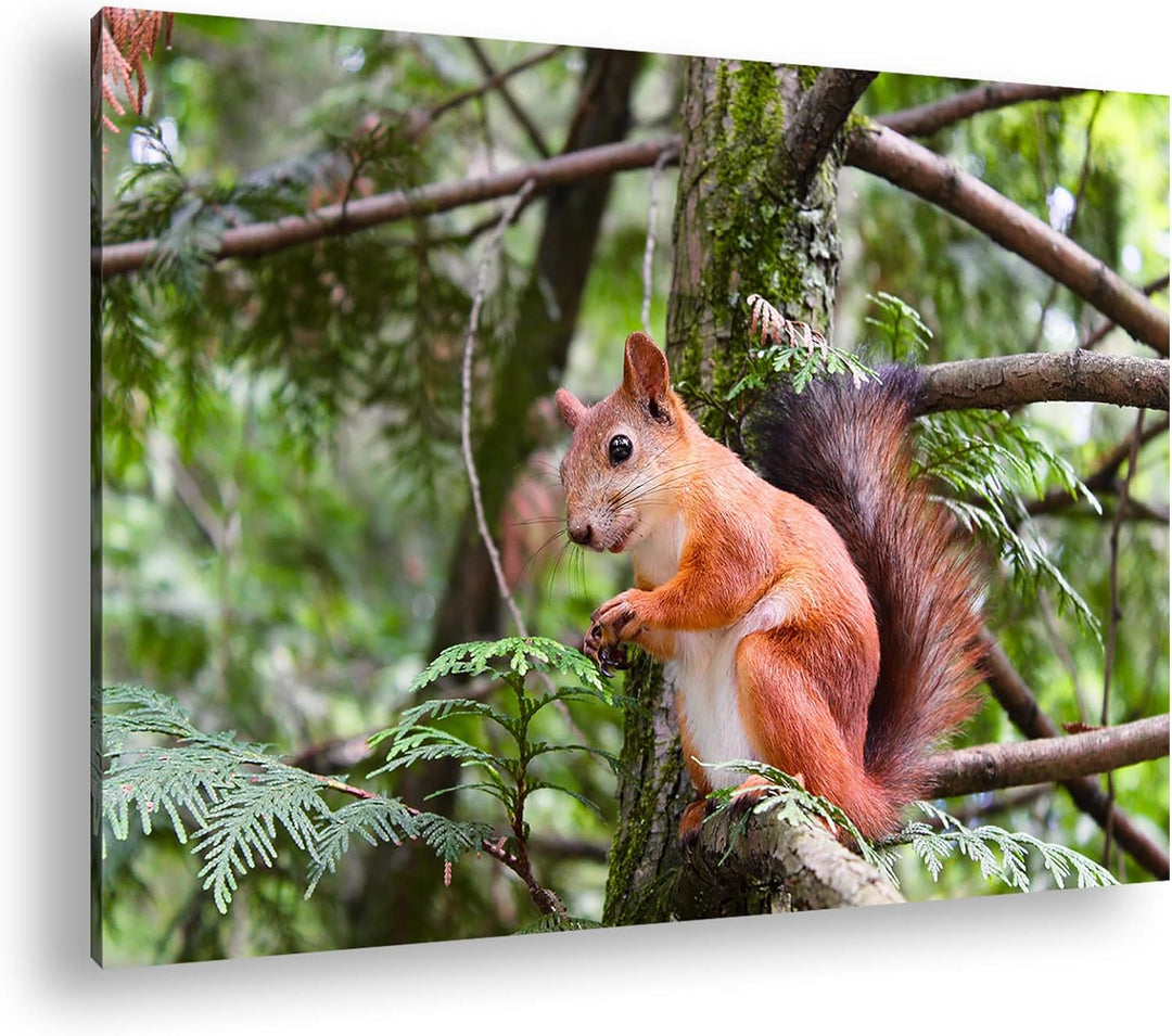 deyoli niedliches Eichhörnchen Format: 80x60 als Leinwand, Motiv fertig gerahmt auf Echtholzrahmen,