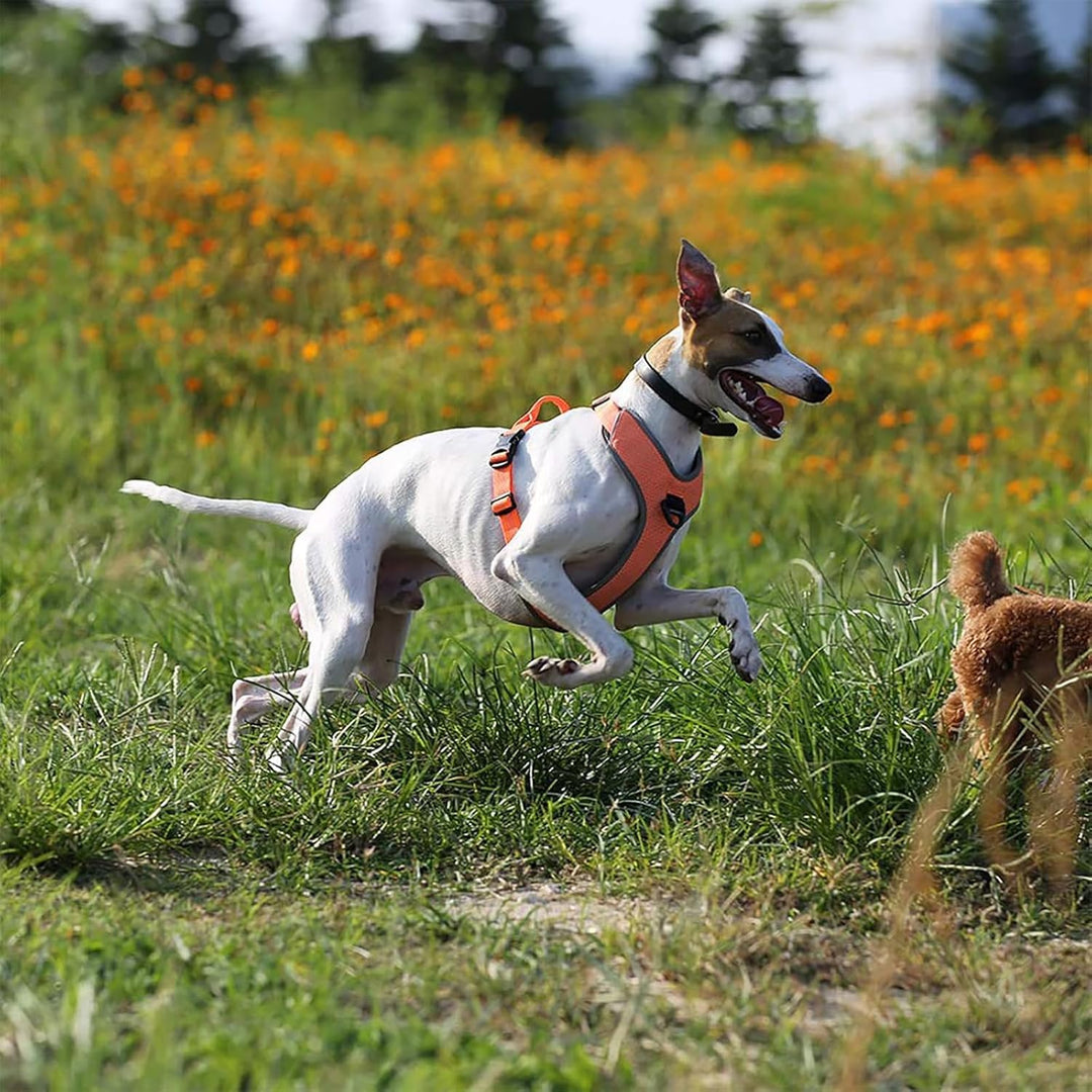 TRUE LOVE Hundegeschirr Outdoor Adventure II Reflektierende Weste mit 2 Leinenbefestigungen passende