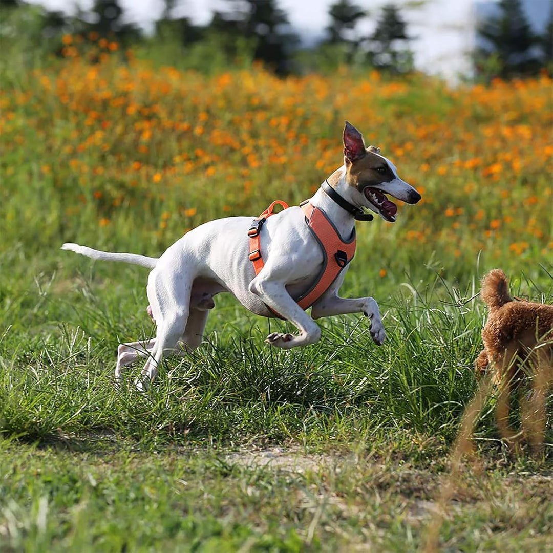 TRUE LOVE Hundegeschirr Outdoor Adventure II Reflektierende Weste mit 2 Leinenbefestigungen passende