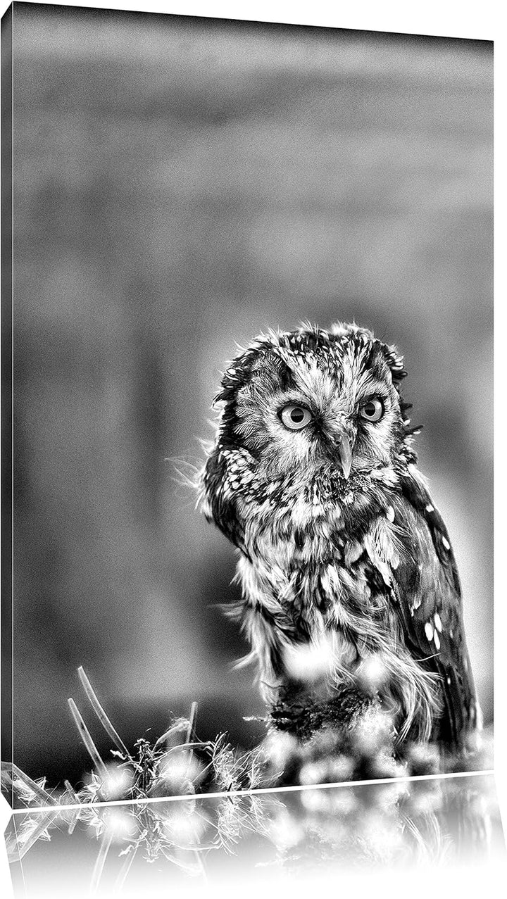 Pixxprint Kauz bestaunt Blatt / 100x70cm Leinwandbild bespannt auf Holzrahmen/Wandbild Kunstdruck De