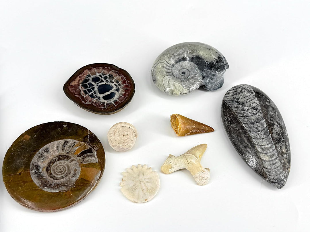 Set - Sammlung von 8 echten, verschiedenen Versteinerungen