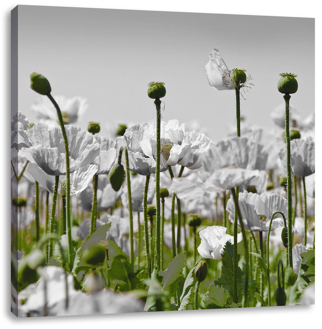 Pixxprint Blumenwiese Mohnblumen schwarz/weiss, Format: 70x70 als Leinwandbild, 70x70