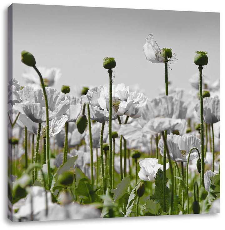 Pixxprint Blumenwiese Mohnblumen schwarz/weiss, Format: 70x70 als Leinwandbild, 70x70