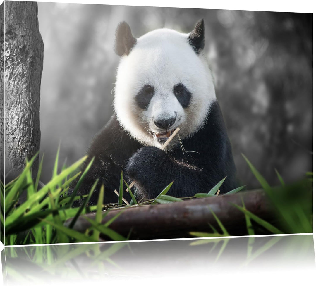 Pixxprint Niedlicher Panda isst Bambus / 100x70cm Leinwandbild bespannt auf Holzrahmen/Wandbild Kuns