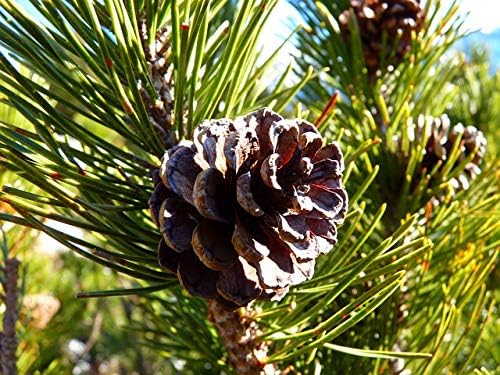 Dufte Momente | Saunaduft Konzentrat Latschenkiefer 1 Liter | naturreine und natürliche ätherische Ö