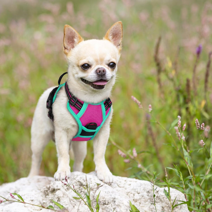 rabbitgoo Hundegeschirr Mittelgrosse Hunde, Anti Zug Geschirr mit Kontrolle, No Pull Verstellbar Hun