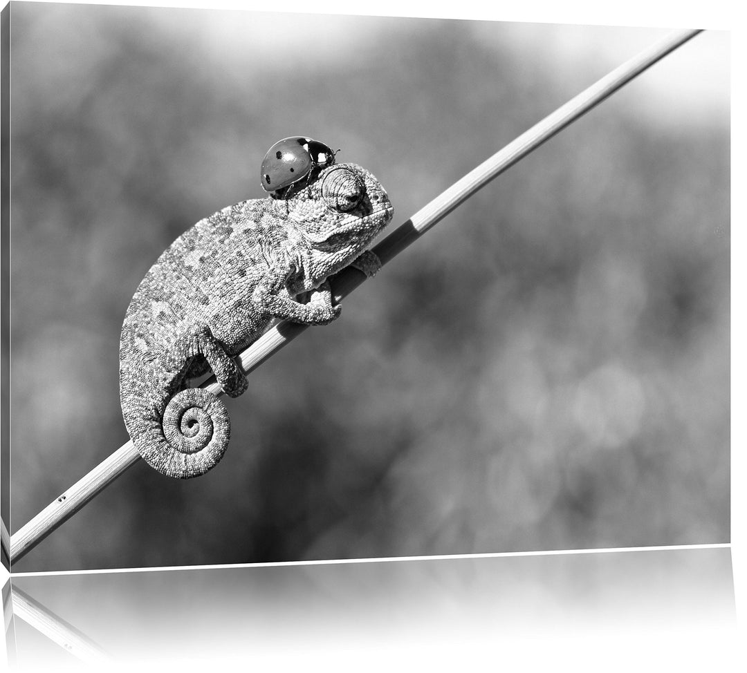 Pixxprint Süsser Gecko mit einem Marienkäfer Kunst B&amp;W, Format: 100x70 auf Leinwand, XXL riesige Bil