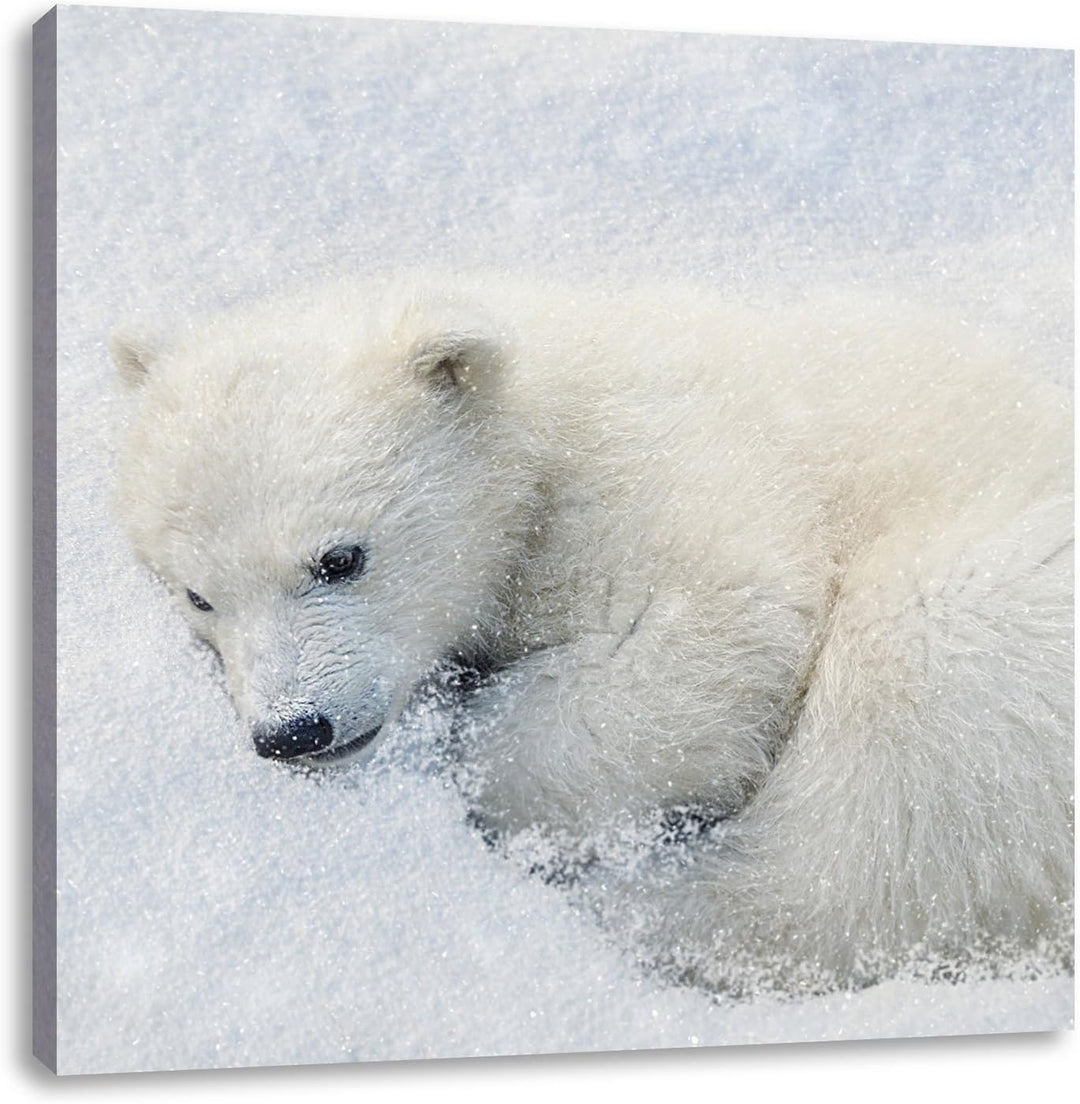 Pixxprint Süsser junger Eisbär im Schnee, Format: 70x70 auf Leinwand, 70x70