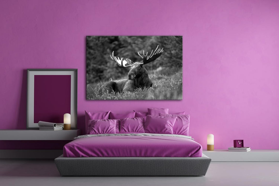 deyoli ruhig liegender Elch Effekt: Schwarz/Weiss Format: 80x60 als Leinwandbild, Motiv fertig gerah