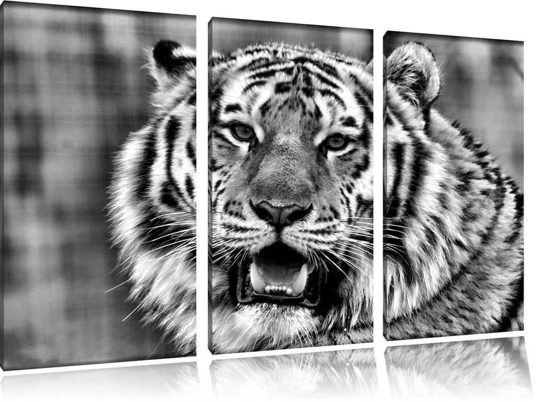 Pixxprint Tiger mit offenem Maul als Leinwandbild/Grösse: 3 Teilig (120x80) cm/Wandbild/Kunstdruck/f