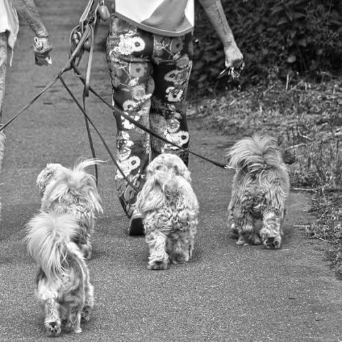 Hundeleinen, 4 in 1 No Tangles Abnehmbares Nylon-Zugseil 4-Wege-Hundeleine für Hunde Katzen im Freie