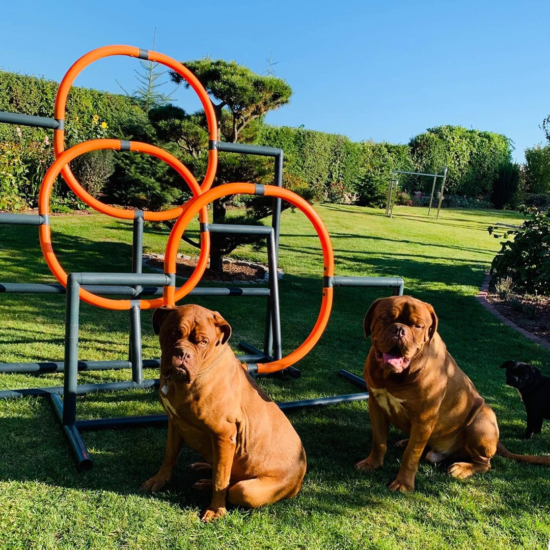 move and stic Gofi Agility Hundewippe wetterfest Hundetraining Hundesport Welpenspielzeug Wippe Dog