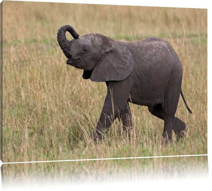 kleines Elefantenjunges Leinwand, XXL riesige Bilder fertig gerahmt mit Keilrahmen, Kunstdruck auf W