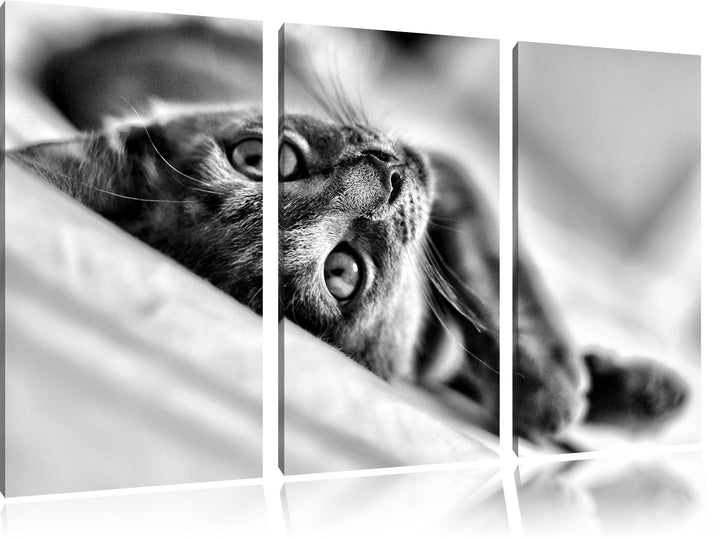 Pixxprint Monocrome, Niedliche Katze liegt im Bett 3-Teiler Leinwandbild 120x80 Bild auf Leinwand