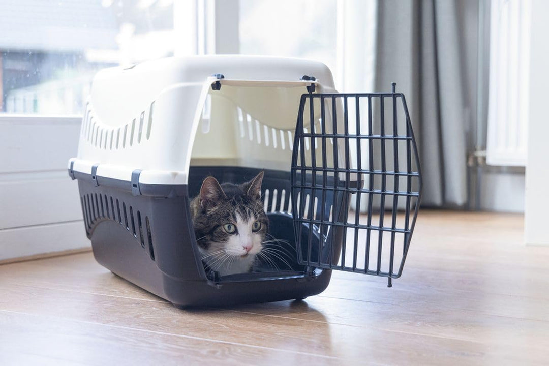 Transportbox Transportkäfig Tragebox für kleine Hunde und grosse Katzen 58x58x38cm