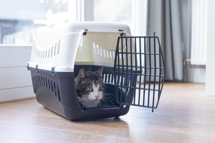 Transportbox Transportkäfig Tragebox für kleine Hunde und grosse Katzen 58x58x38cm