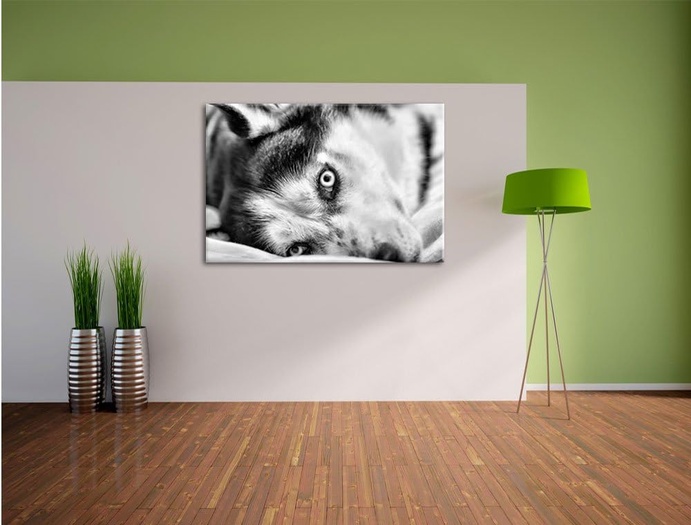Pixxprint Husky mit Eisblauen Augen im Bett / 100x70cm Leinwandbild bespannt auf Holzrahmen/Wandbild