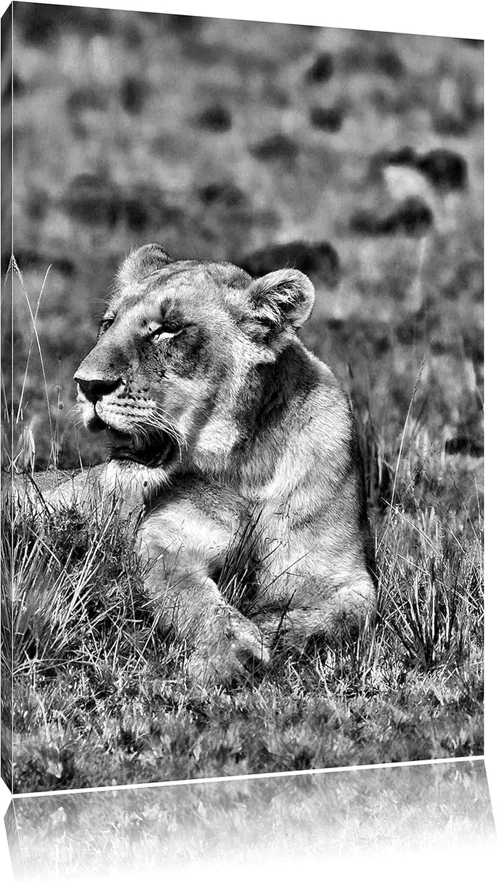 Pixxprint Löwin entspannt im Gras / 100x70cm Leinwandbild bespannt auf Holzrahmen/Wandbild Kunstdruc