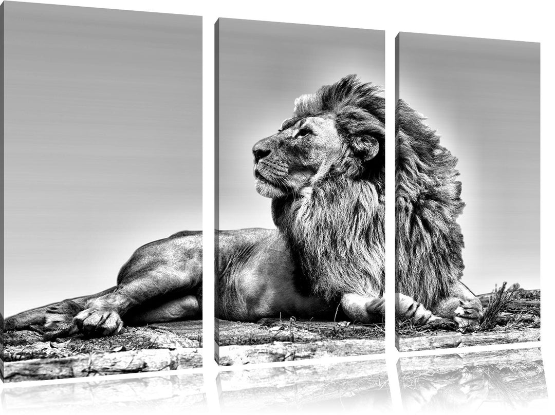 Pixxprint liegender Löwe als Leinwandbild | Grösse: 3 Teilig (120x80) | Wandbild| Kunstdruck | ferti