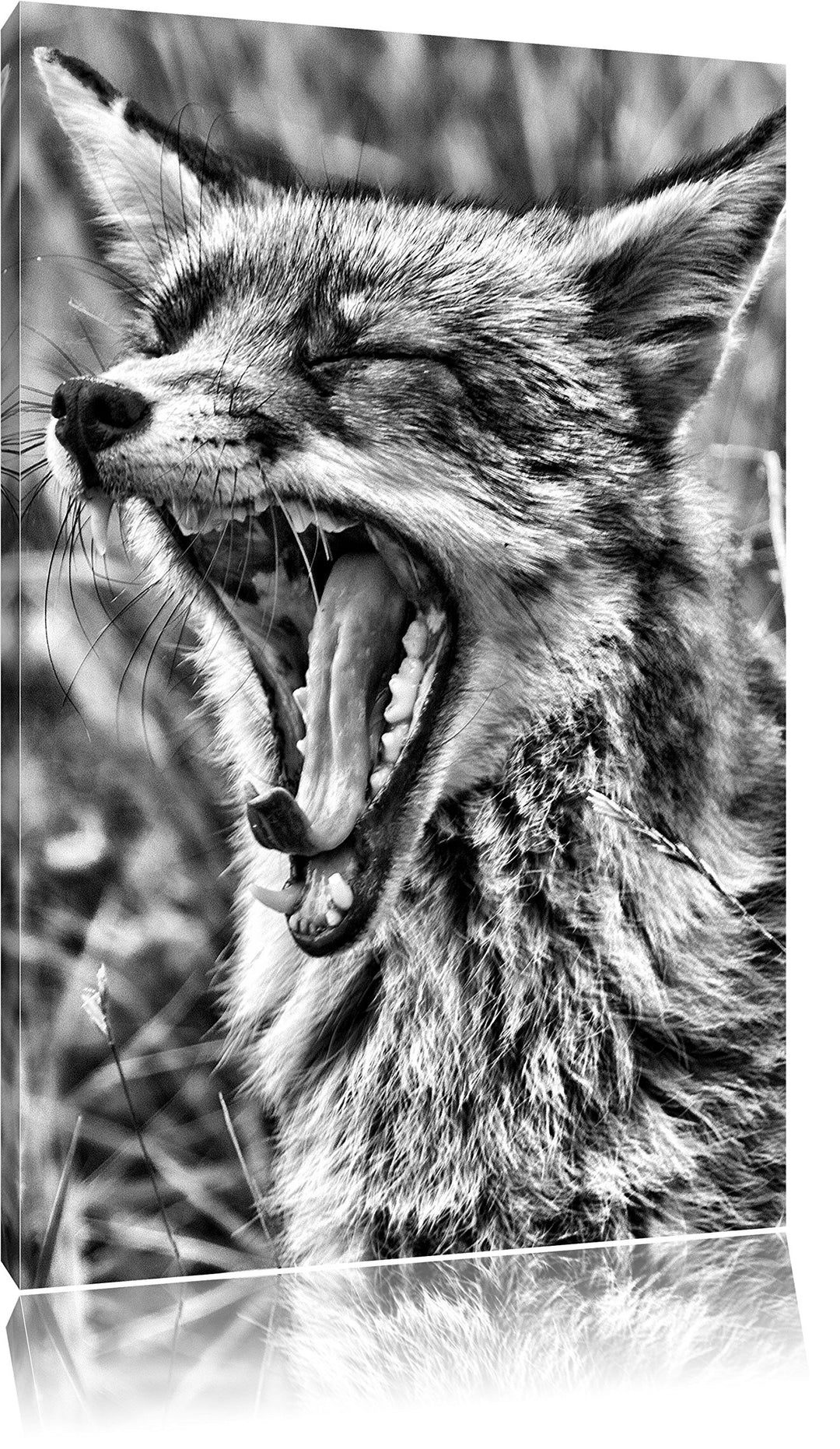 Pixxprint Monocrome, müder Fuchs auf Wildwiese, Format: 100x70 auf Leinwand, riesige Bilder fertig g