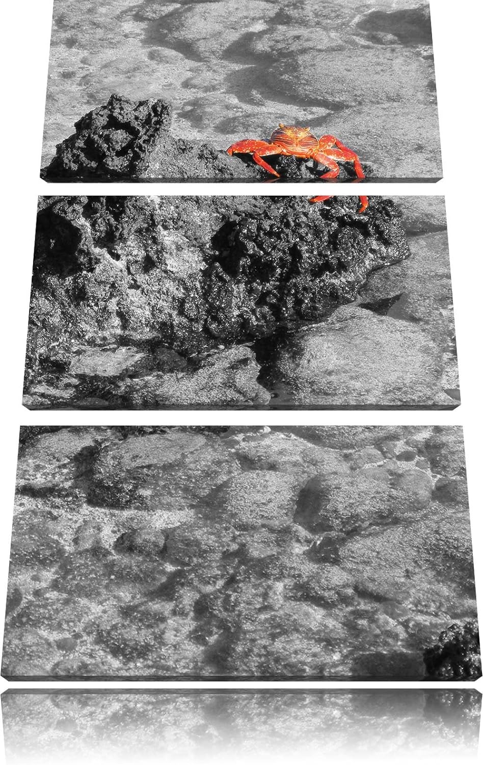 Pixxprint rote Krabbe auf Riff als Leinwandbild/Grösse: 3 Teilig (120x80) cm/Wandbild/Kunstdruck/fer
