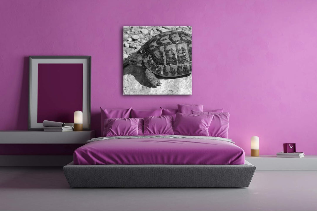 deyoli Eindrucksvolle Schildkröte Format: 70x70 Effekt: Schwarz&Weiss als Leinwandbild, Motiv fertig