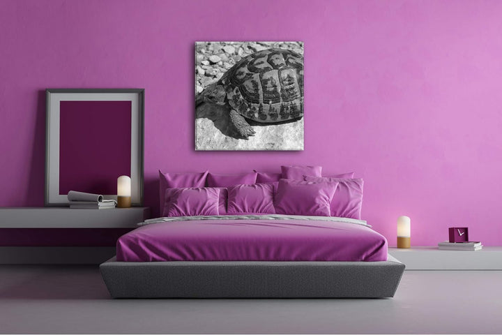 deyoli Eindrucksvolle Schildkröte Format: 70x70 Effekt: Schwarz&Weiss als Leinwandbild, Motiv fertig