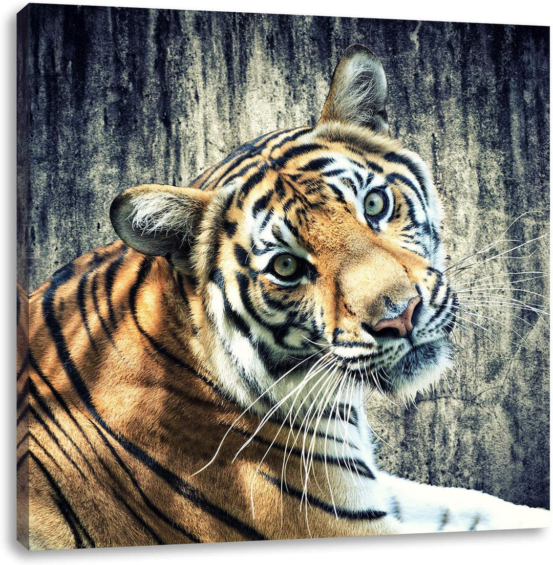 Neugieriger Tiger, Format: 70x70 auf Leinwand, XXL riesige Bilder fertig gerahmt mit Keilrahmen, Kun
