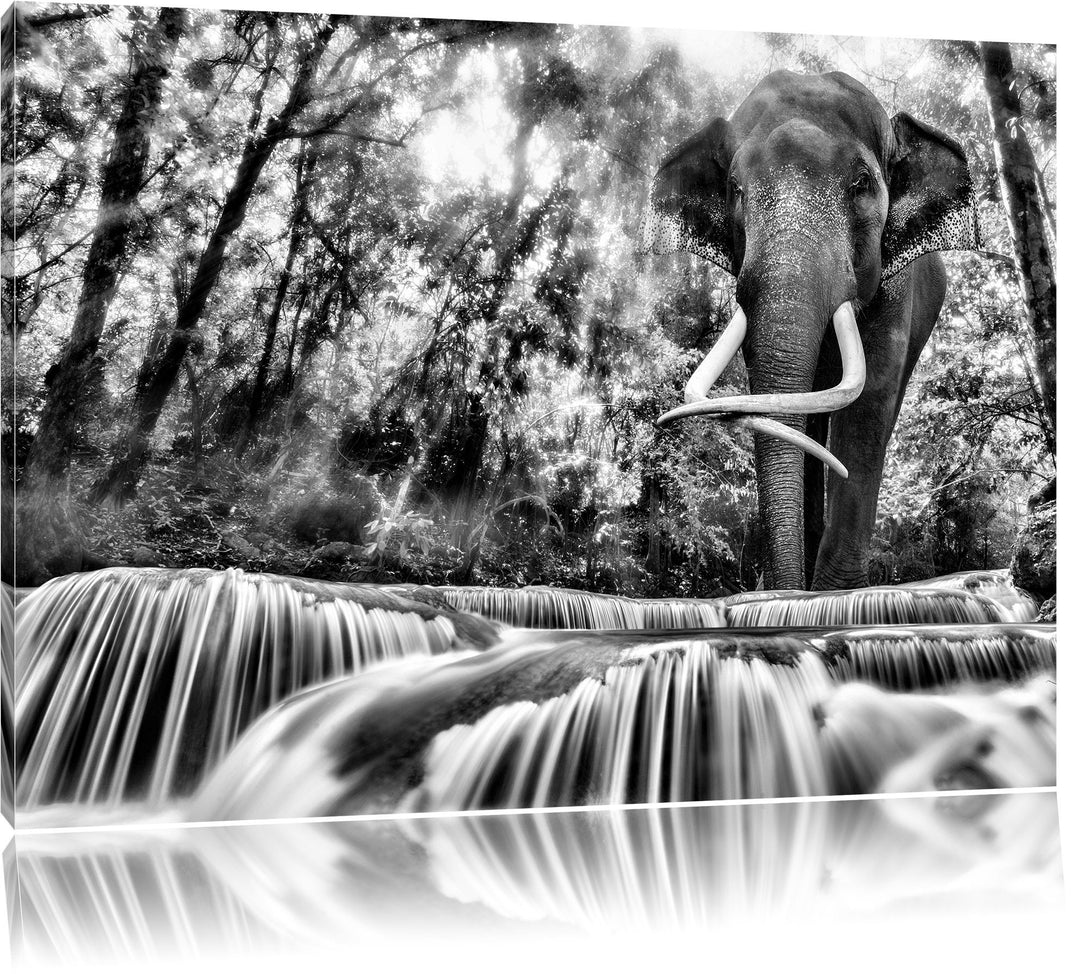Pixxprint Monocrome, Elefant am Bach, Format: 100x70 auf Leinwand, 100x70