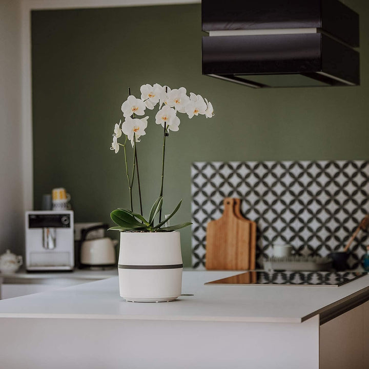AIRY Luftreiniger System S inkl. Bogenhanf &amp; 3-Liter Airy Base • Natürlicher Luftfilter beseitigt Sc